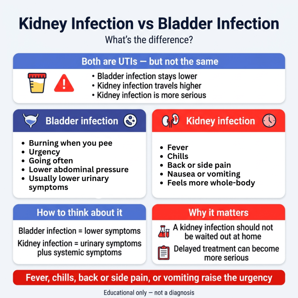 Kidney Infection vs Bladder Infection: What’s the Difference? 1 Infographic titled “Kidney Infection vs Bladder Infection” explaining that both are UTIs but differ in location and severity. It compares bladder infection symptoms such as burning when peeing, urgency, frequent urination, and lower abdominal pressure with kidney infection symptoms such as fever, chills, back or side pain, nausea or vomiting, and feeling more sick overall. It also notes that kidney infections are more serious and should not be waited out at home.